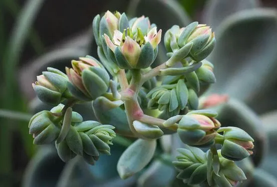 多肉植物开花后怎么办，可修剪扦插或授粉杂交出新品种
