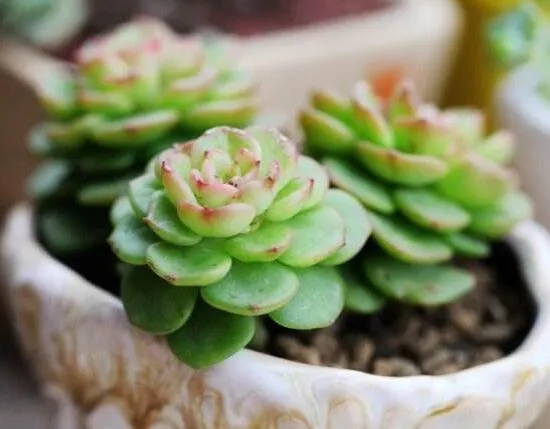 多肉侧芽和花剑的区别，两方面可以分辨