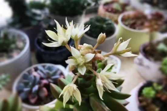 黄丽什么时候开花，养殖得当四季均可开花