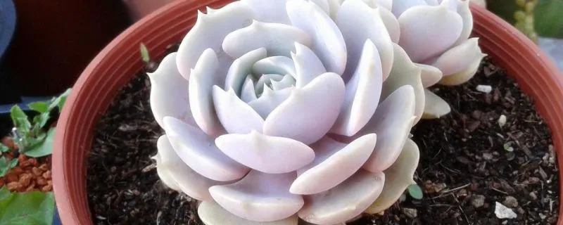 露娜莲和丽娜莲的区别