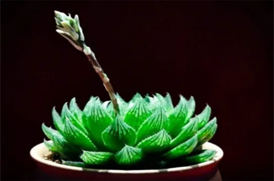 樱水晶开花了怎么办