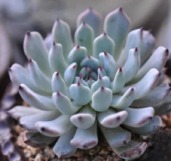 黑爪