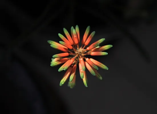 芦荟开花