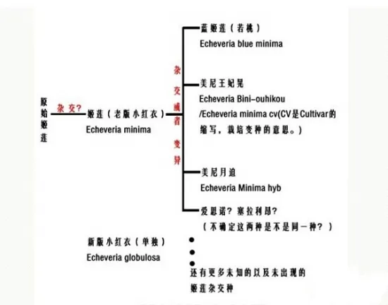 原始姬莲和小红衣（老版）有什么区别（对比图）