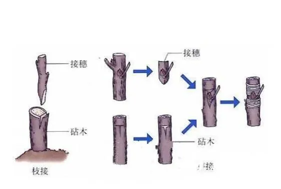 雅乐之舞如何安全过冬，保证温度适宜不受冻即可