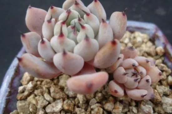 多肉植物黑爪