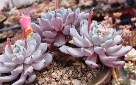 多肉植物黑爪