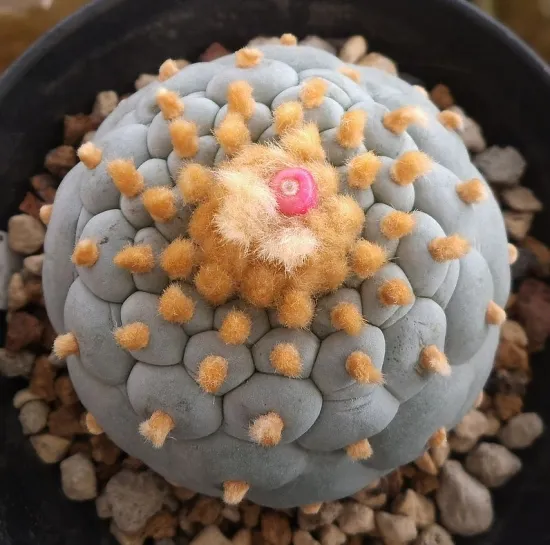 银冠玉