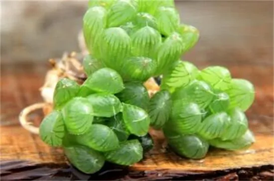 冰灯玉露徒长了怎么办，给足阳光控制水肥量