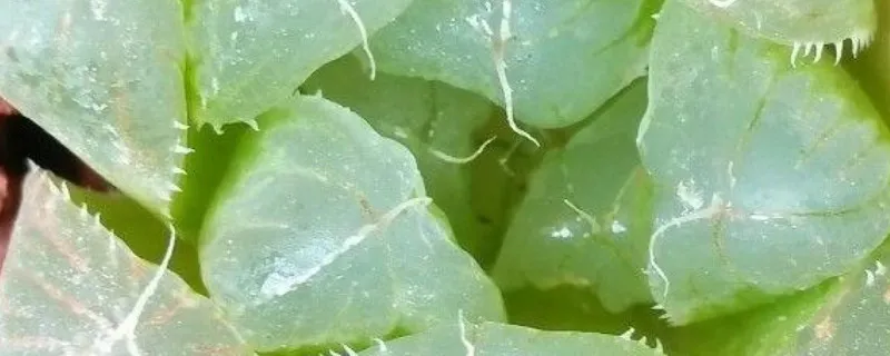 樱水晶的寓意