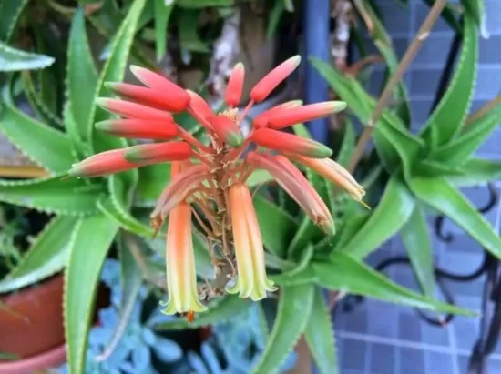 芦荟开花