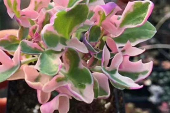 七宝树锦花语