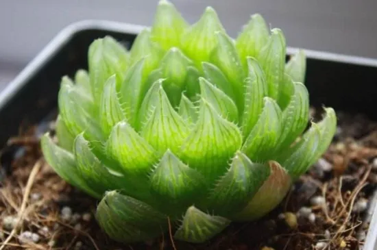 樱水晶开花了怎么办