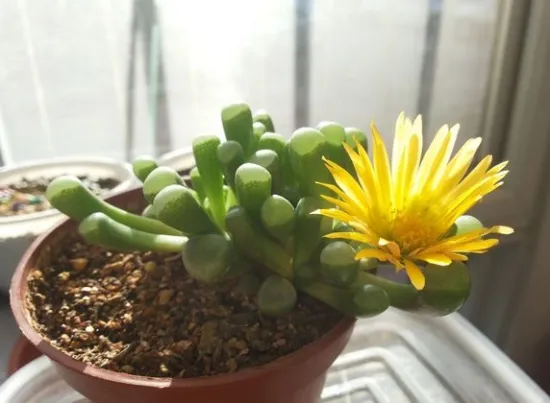 五十铃玉开花 