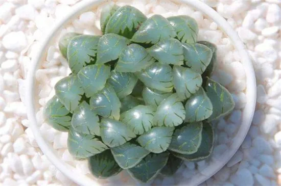 冰灯玉露冬季怎么养