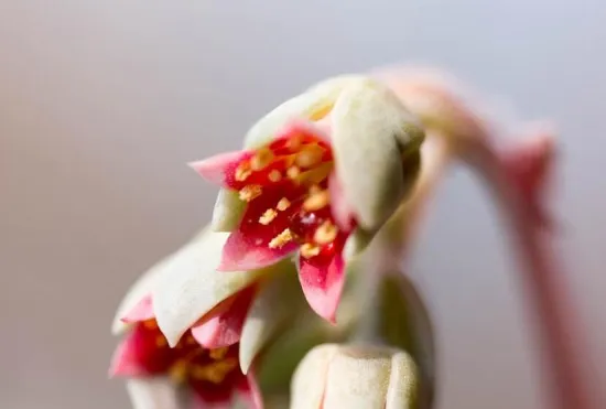  多肉开花了要剪掉吗，多肉开花了该怎么处理