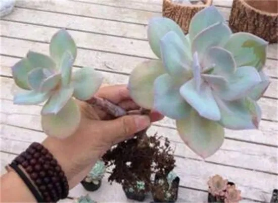 多肉植物白凤怎么养，4个步骤教你养殖白凤