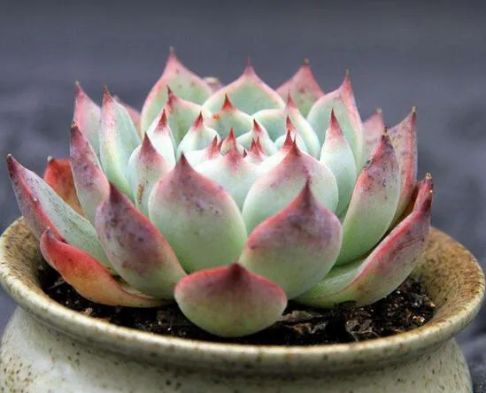 多肉侧芽和花剑的区别，两方面可以分辨
