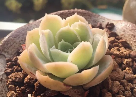 多肉植物拉古娜：和各种月影归为一类，称为“皱叶月影”