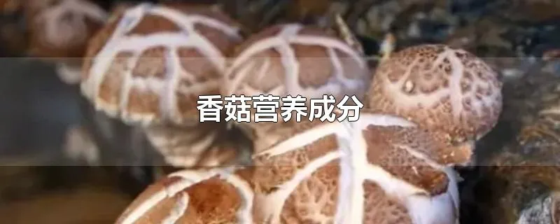 香菇营养成分