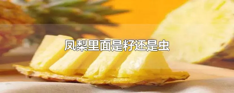 凤梨里面是籽还是虫