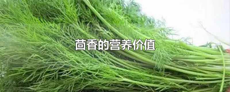 茴香的营养价值