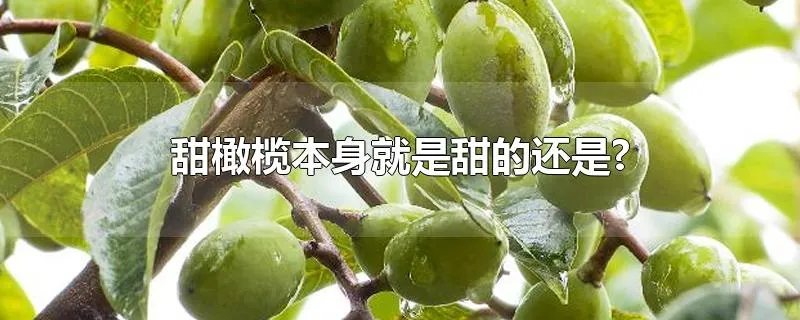 甜橄榄本身就是甜的还是?