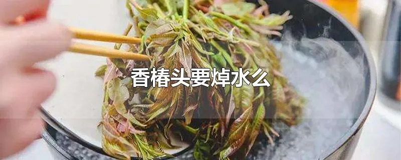 香椿头要焯水么