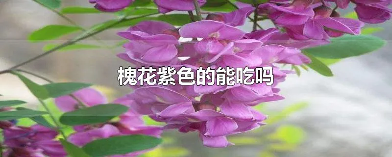 槐花紫色的能吃吗