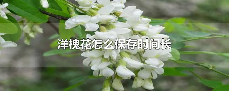 洋槐花怎么保存时间长