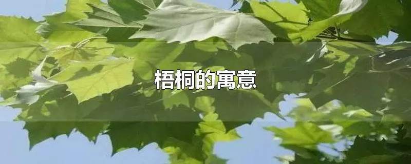 梧桐的寓意