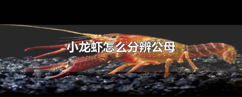 小龙虾怎么分辨公母