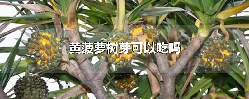 黄菠萝树芽可以吃吗