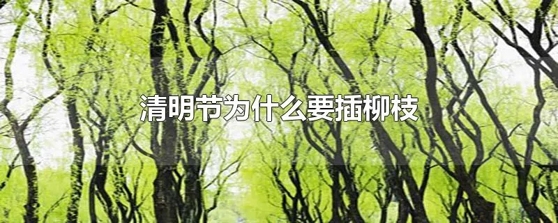 清明节为什么要插柳枝