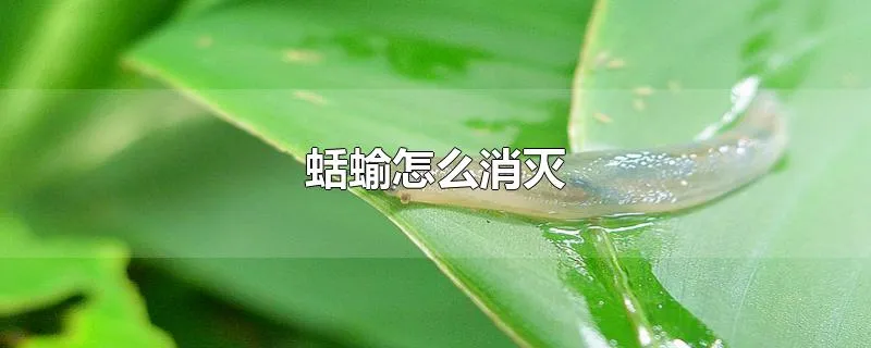 蛞蝓怎么消灭