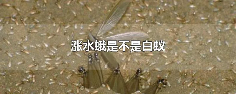 涨水蛾是不是白蚁