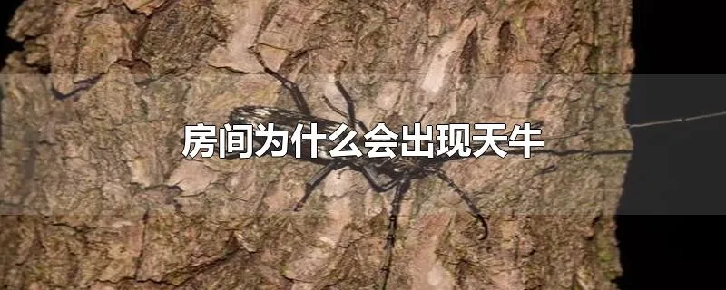 房间为什么会出现天牛