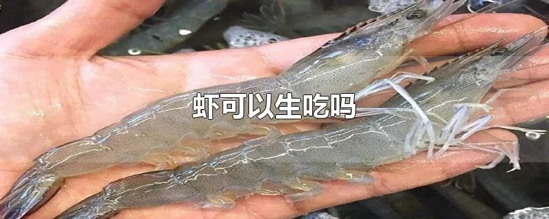 虾可以生吃吗