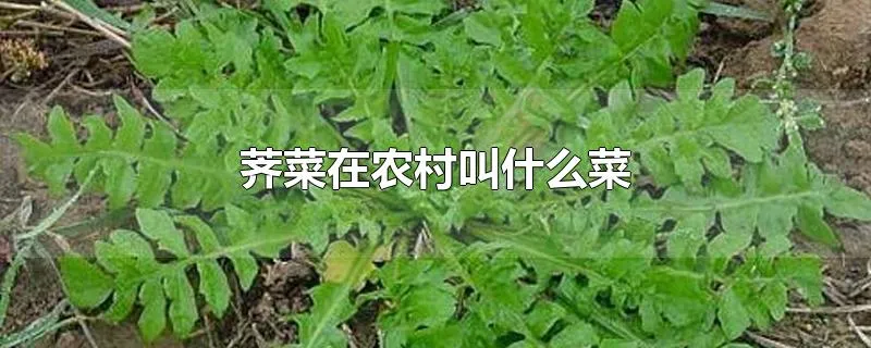 荠菜在农村叫什么菜