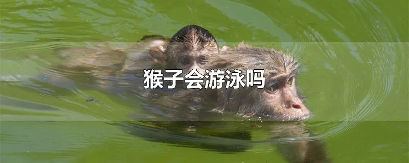 猴子会游泳吗