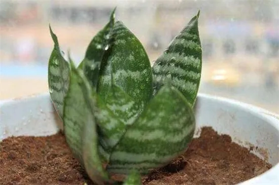虎皮兰移植后快速长叶方法