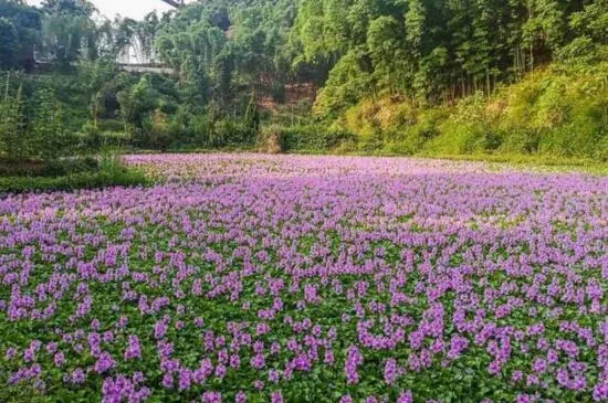 水葫芦如何养，亮光环境勤换水