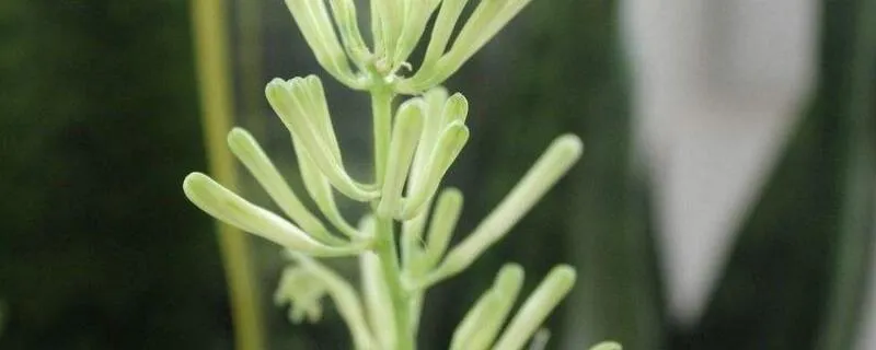 虎皮开花是好兆头吗