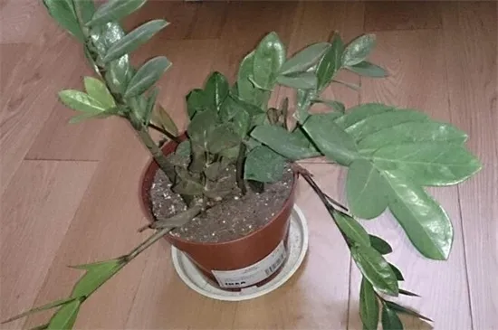 金钱树烂根能救活吗