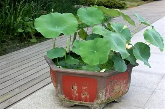 怎么样在家里养荷花