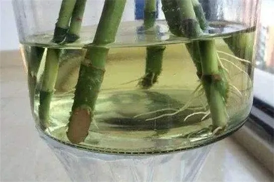 养富贵竹水里放什么好