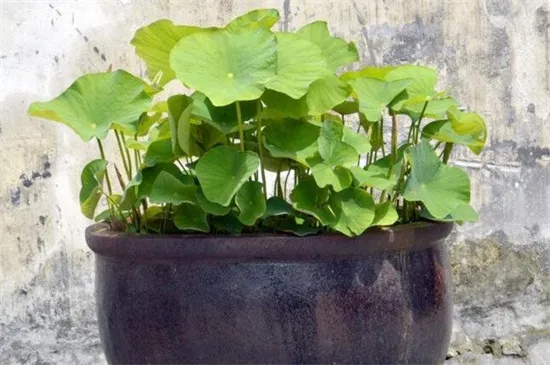 怎么样在家里养荷花
