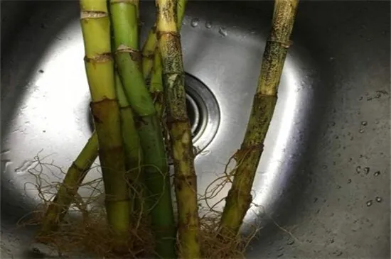 开运竹叶子发黄怎么办