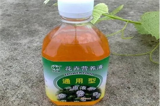富贵竹营养液自制方法
