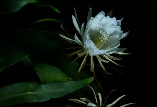 迷人的昙花图片